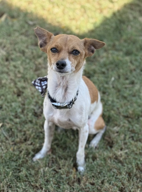 picture of the dog needing adoption