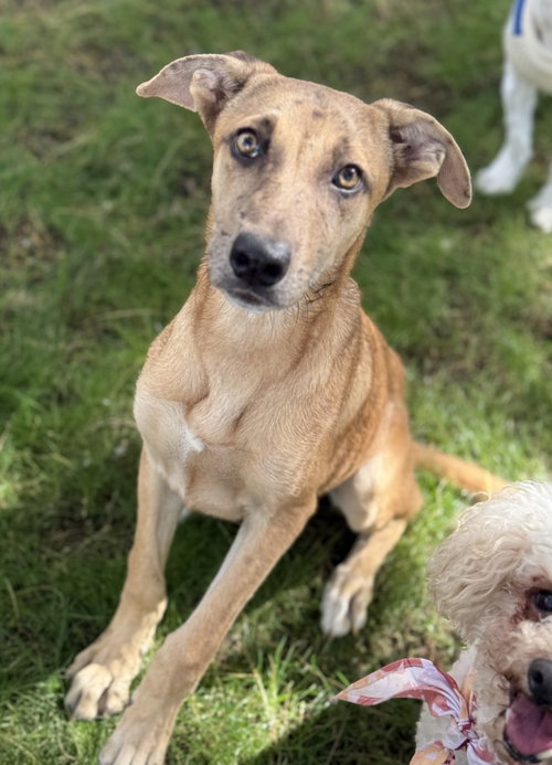 picture of the dog needing adoption