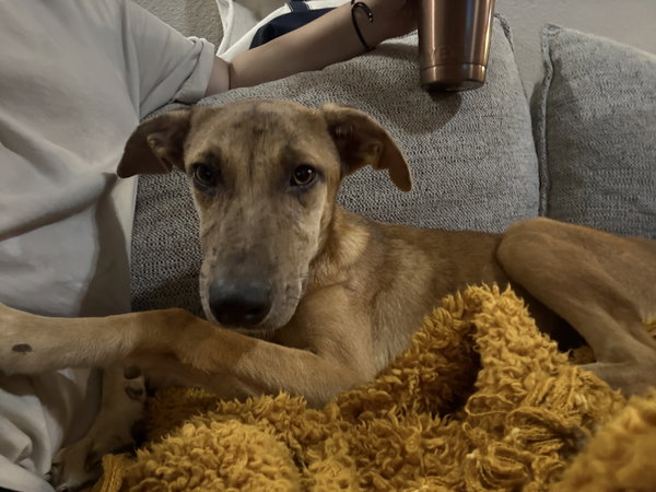 Mocha