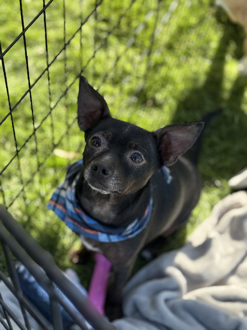 picture of the dog needing adoption