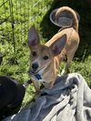 Alfalfa - Photo 1