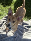 Alfalfa - Photo 4