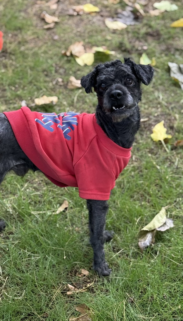 Brisket