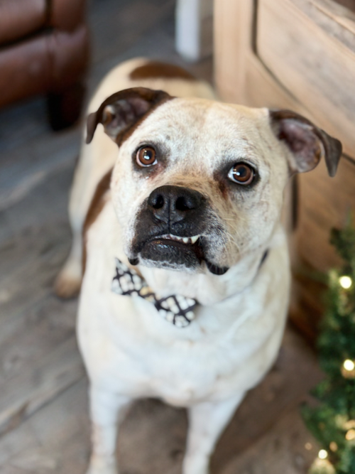 LOGAN - Boxer / American Bulldog available for adoption