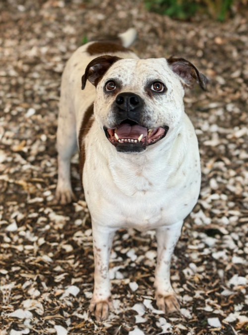 LOGAN - Boxer / American Bulldog available for adoption