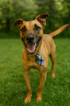 Scooby - Photo 2