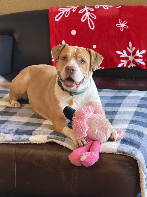picture of the dog needing adoption