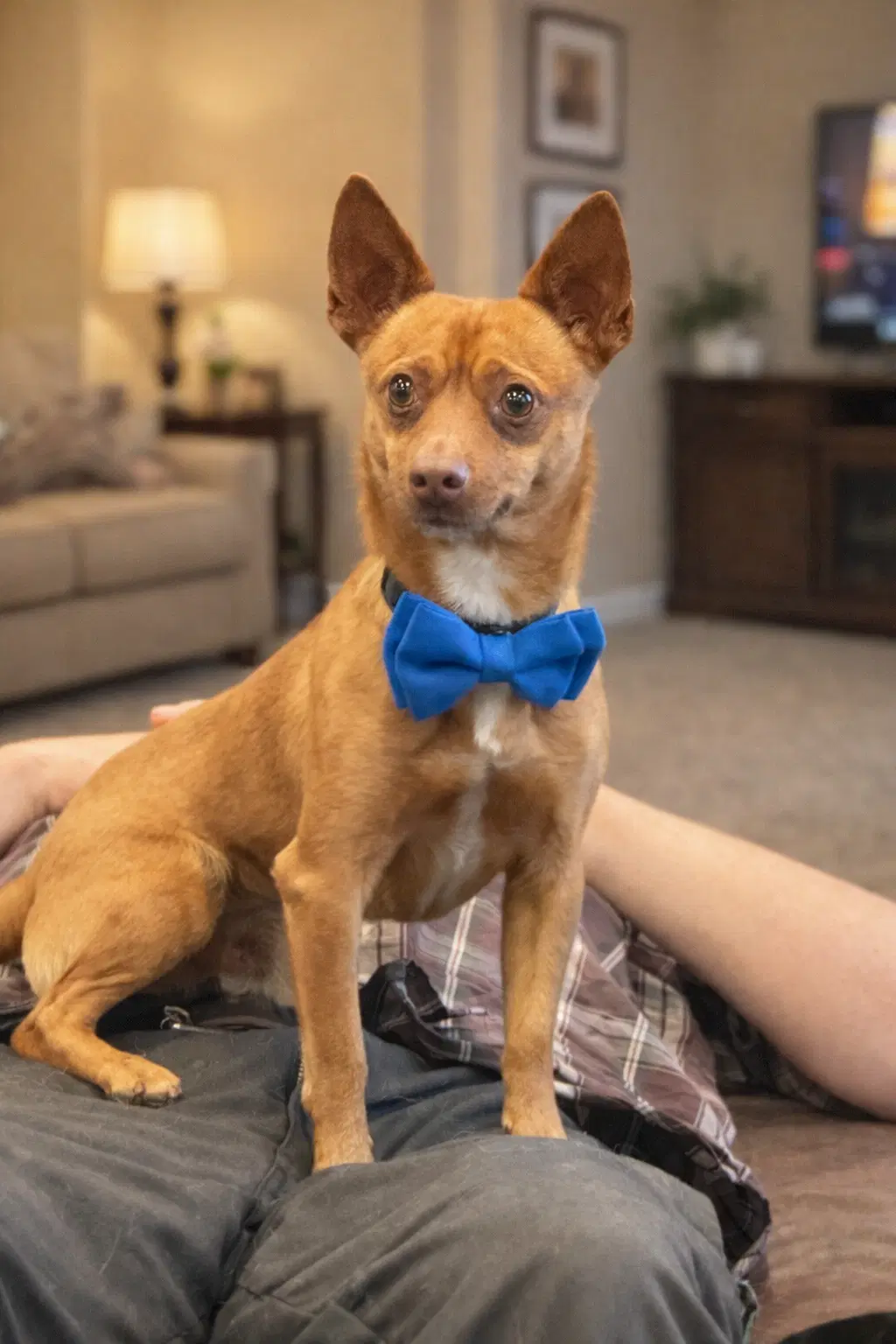 Vinny image 1