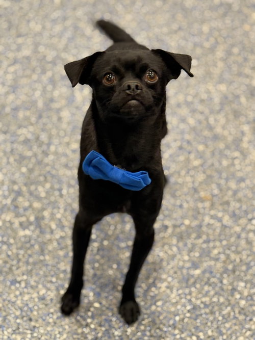 picture of the dog needing adoption