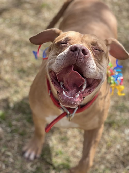picture of the dog needing adoption
