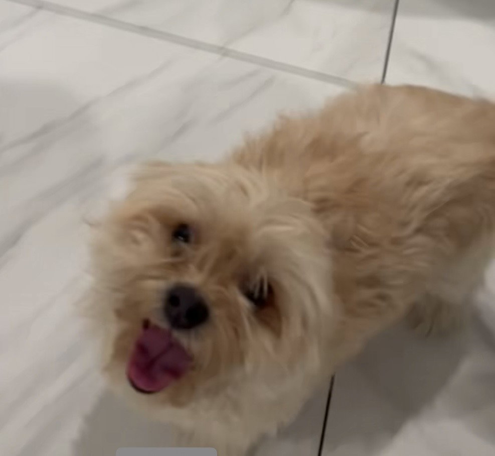 Teddy