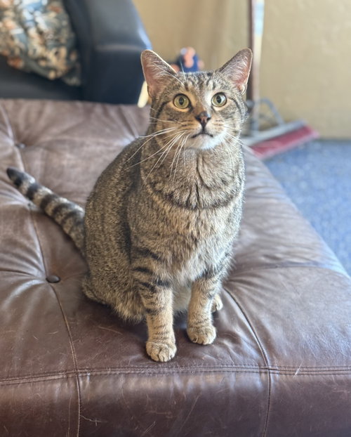 Luciano, Adult Domestic Short Hair / Tabby / Mixed (short coat), cat for adoption in Apache Junction, Arizona