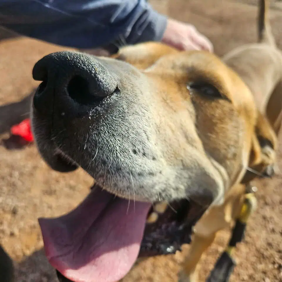 Sampson image 2
