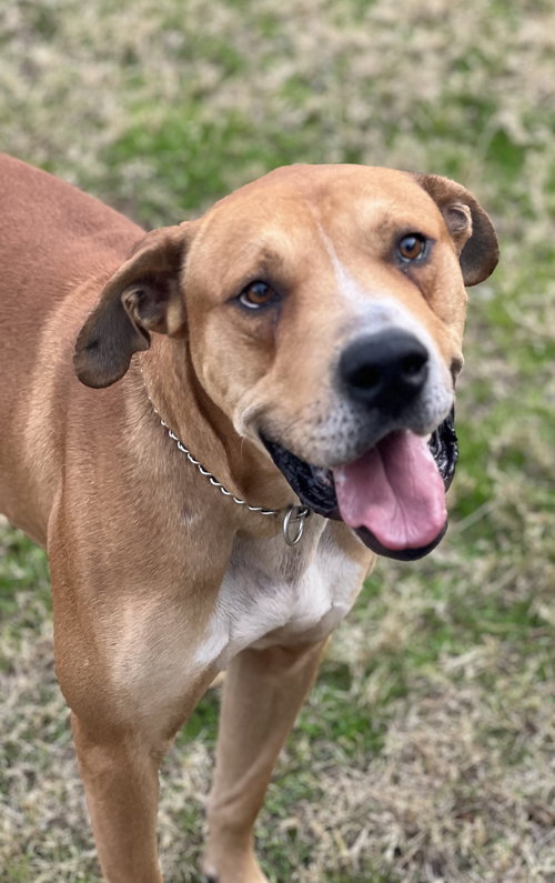 picture of the dog needing adoption