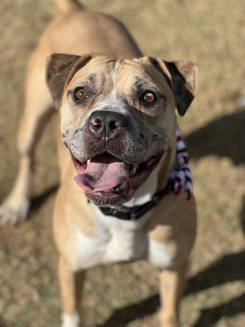 picture of the dog needing adoption