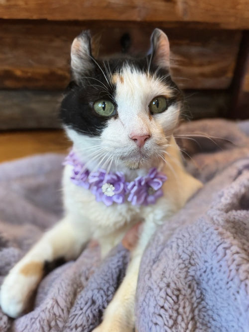 Lilith, Senior American Curl (short coat), cat for adoption in Apache Junction, Arizona