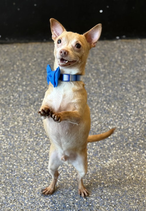 picture of the dog needing adoption