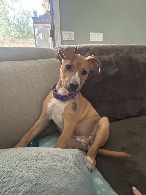Melina, an adoptable Rhodesian Ridgeback in Phoenix, AZ