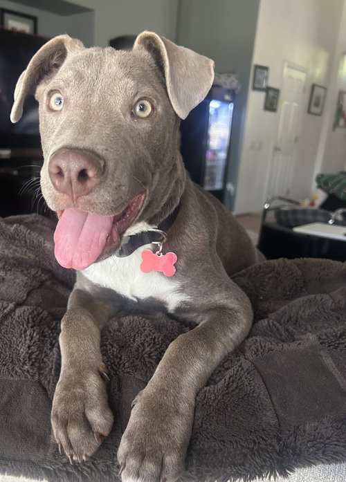 Bluey, an adoptable American Pit Bull Terrier in Phoenix, AZ