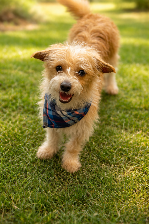 Chuy, an adoptable Norfolk Terrier in Phoenix, AZ
