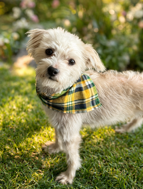 Keith, an adoptable Maltese in Phoenix, AZ