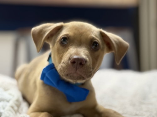 Taco, an adoptable Labrador Retriever in Phoenix, AZ