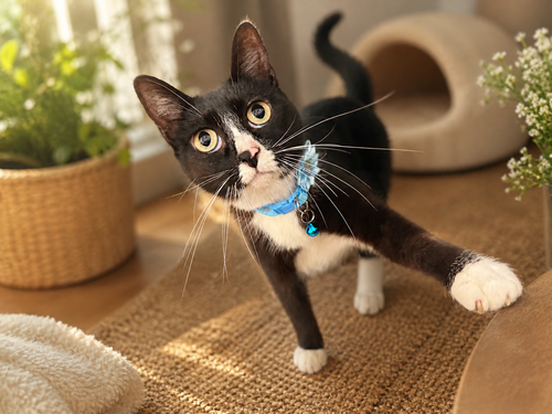 Panda, an adoptable Domestic Short Hair in Phoenix, AZ