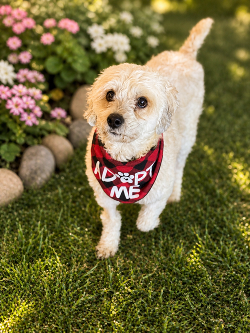Bandit, an adoptable Poodle in Phoenix, AZ