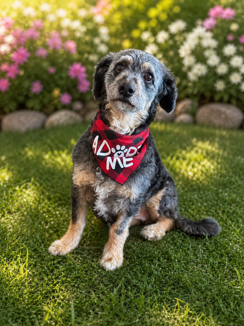Smokey, an adoptable Poodle in Phoenix, AZ