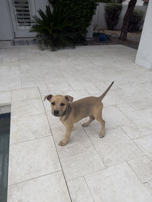 Luna, an adoptable Labrador Retriever in Phoenix, AZ