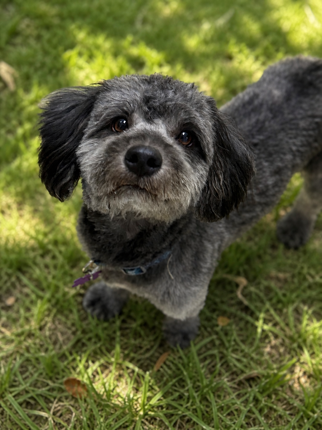 Bo