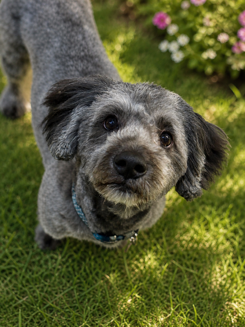 Bo, an adoptable Havanese in Phoenix, AZ
