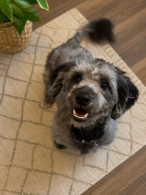 Bo, an adoptable Havanese in Phoenix, AZ