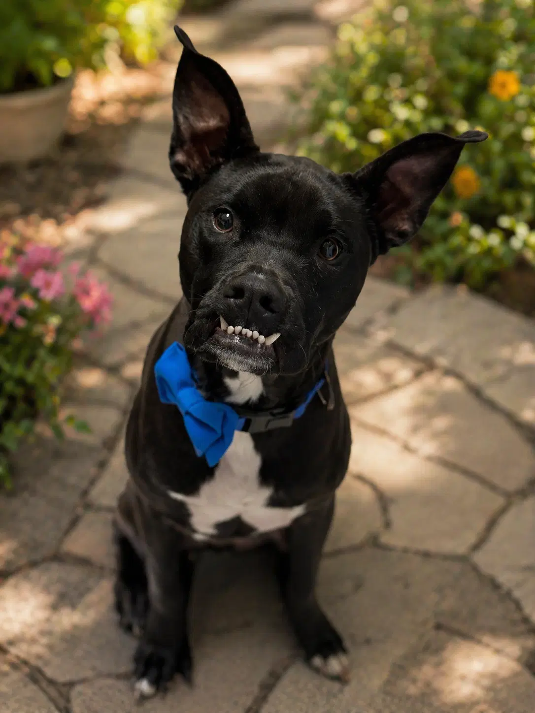 Rocco - American Staffordshire Terrier