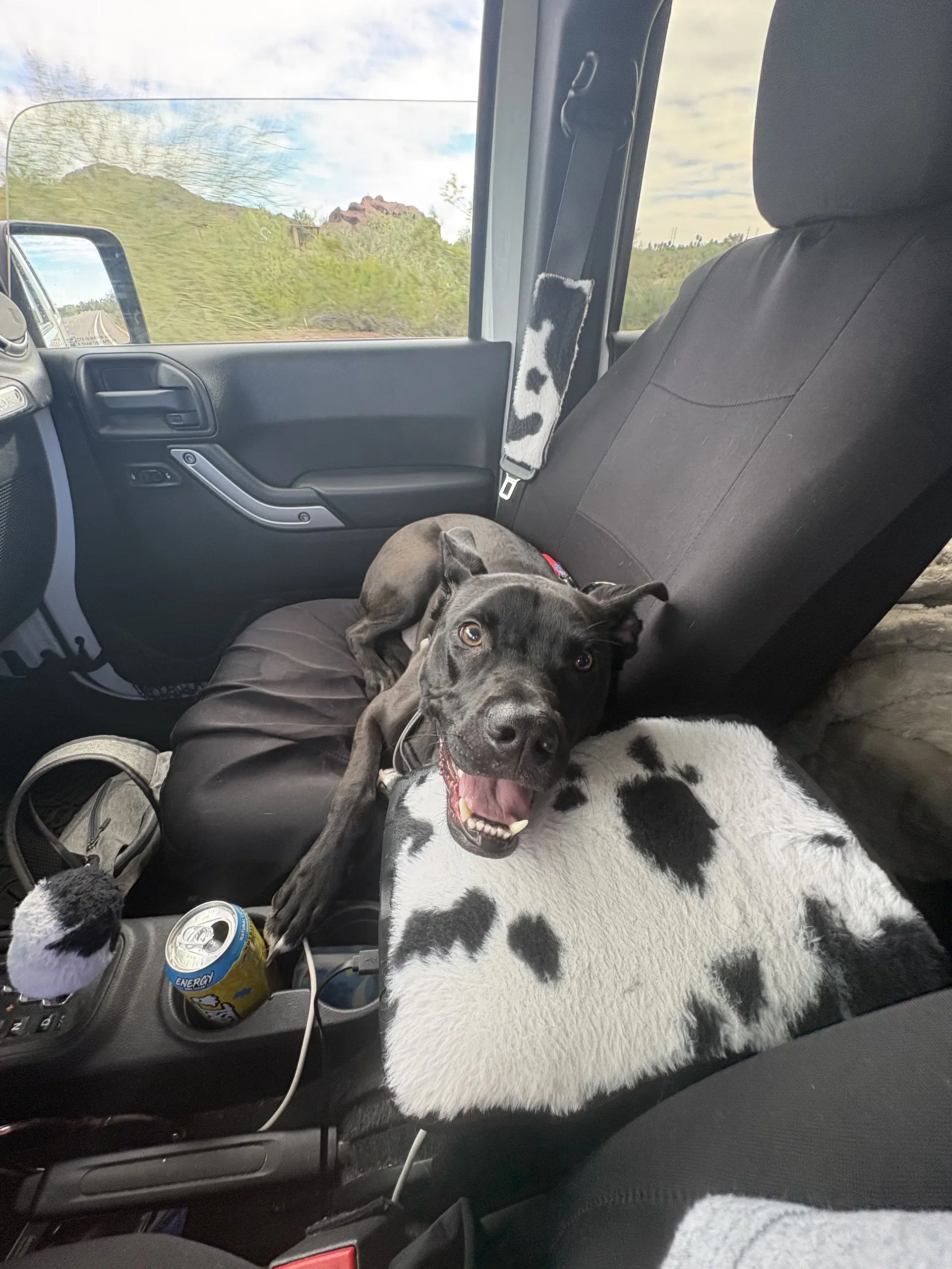 Rocco image 3