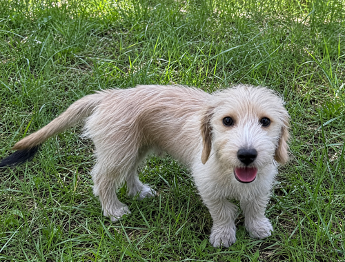 Nini, an adoptable Terrier in Phoenix, AZ