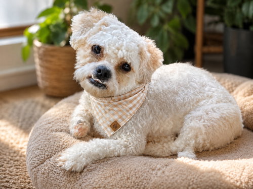 Milo, an adoptable Poodle in Phoenix, AZ