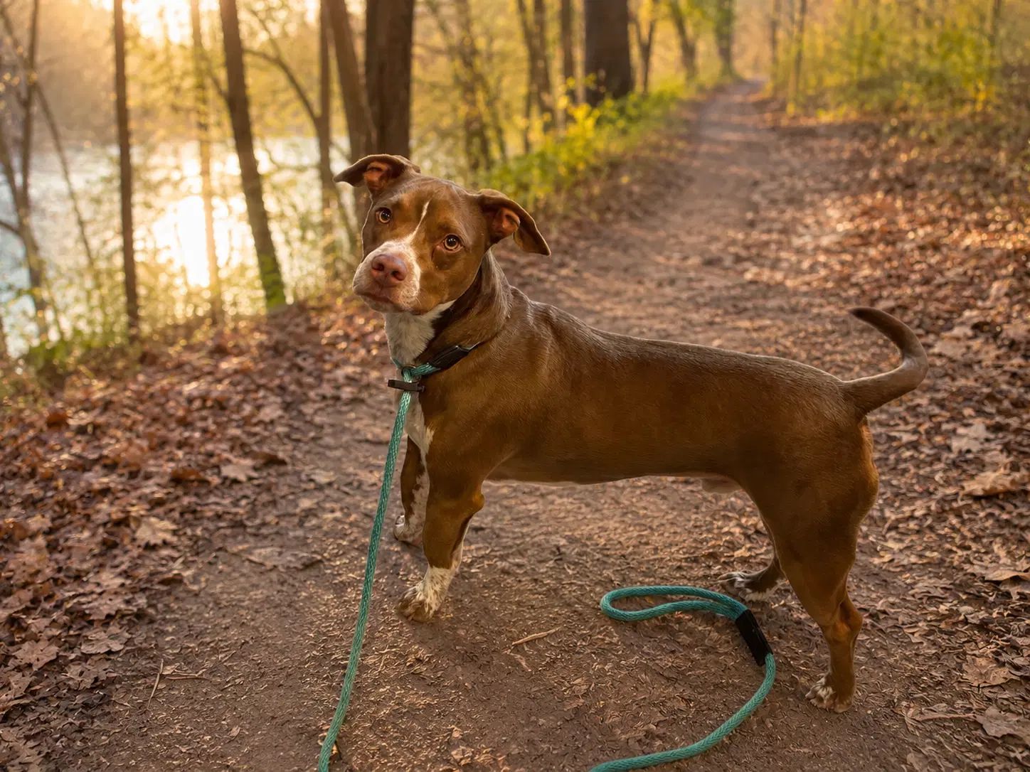 Briggs - American Pit Bull Terrier