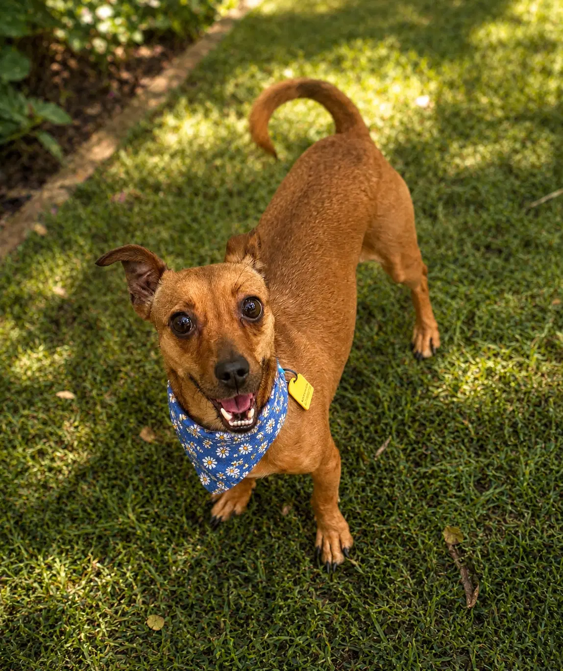 Nim - Dachshund