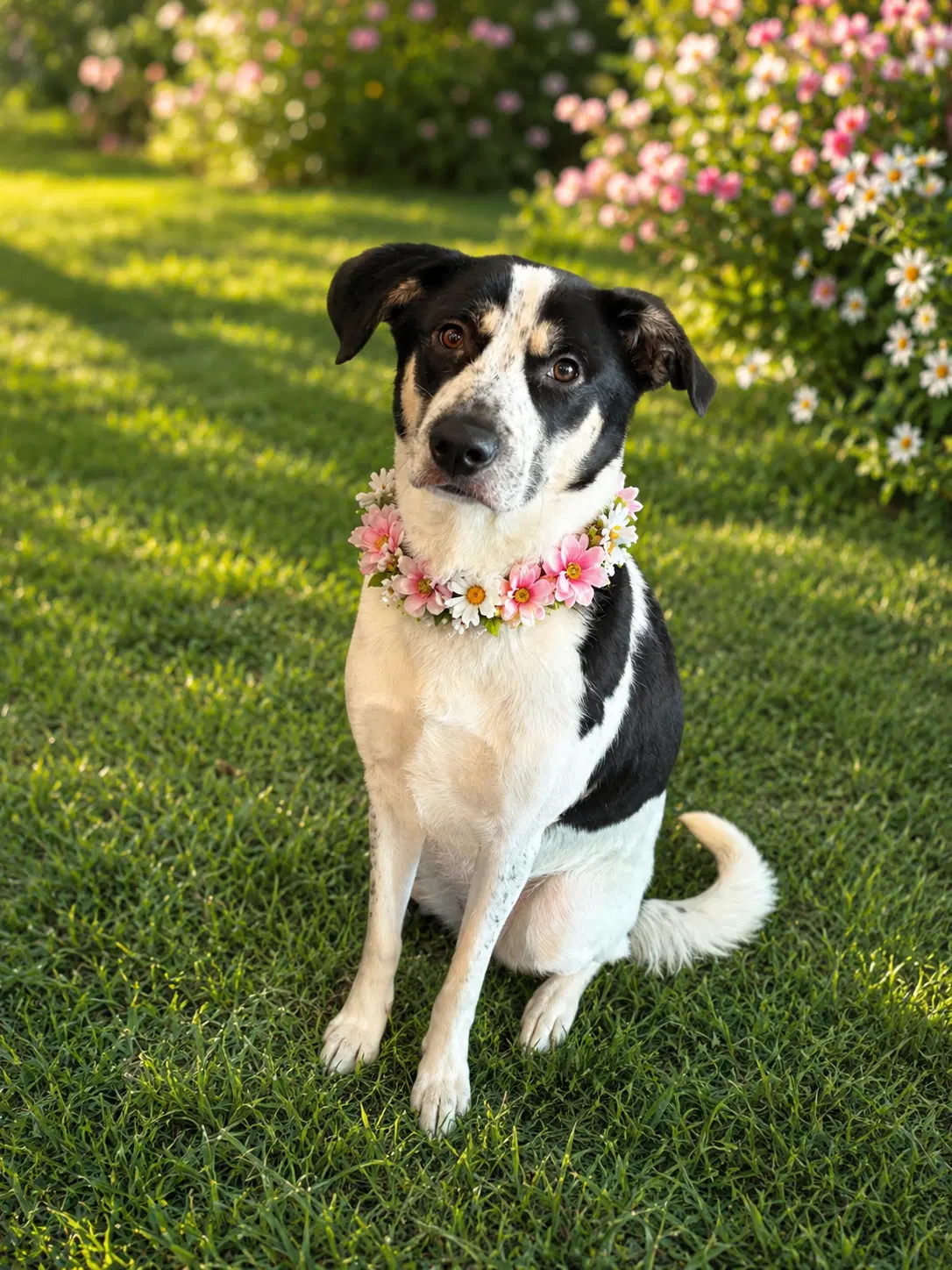 Em - Labrador Retriever