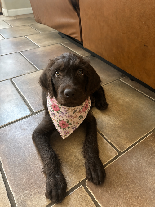 Coco