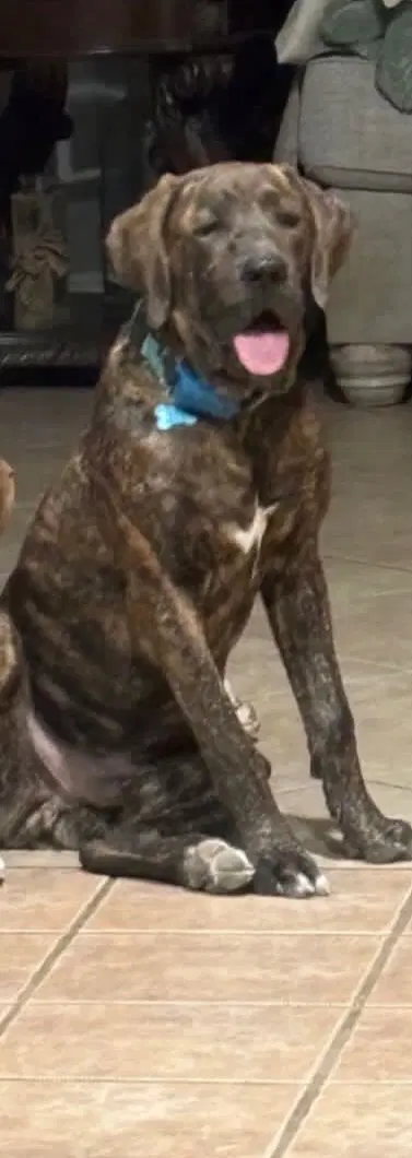 Mushu - Boxer