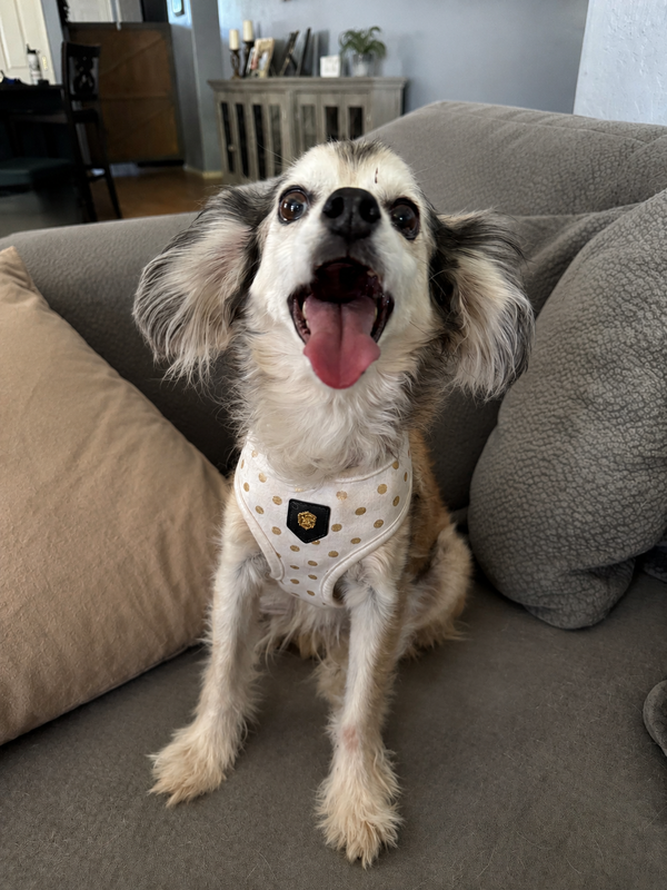 Stella