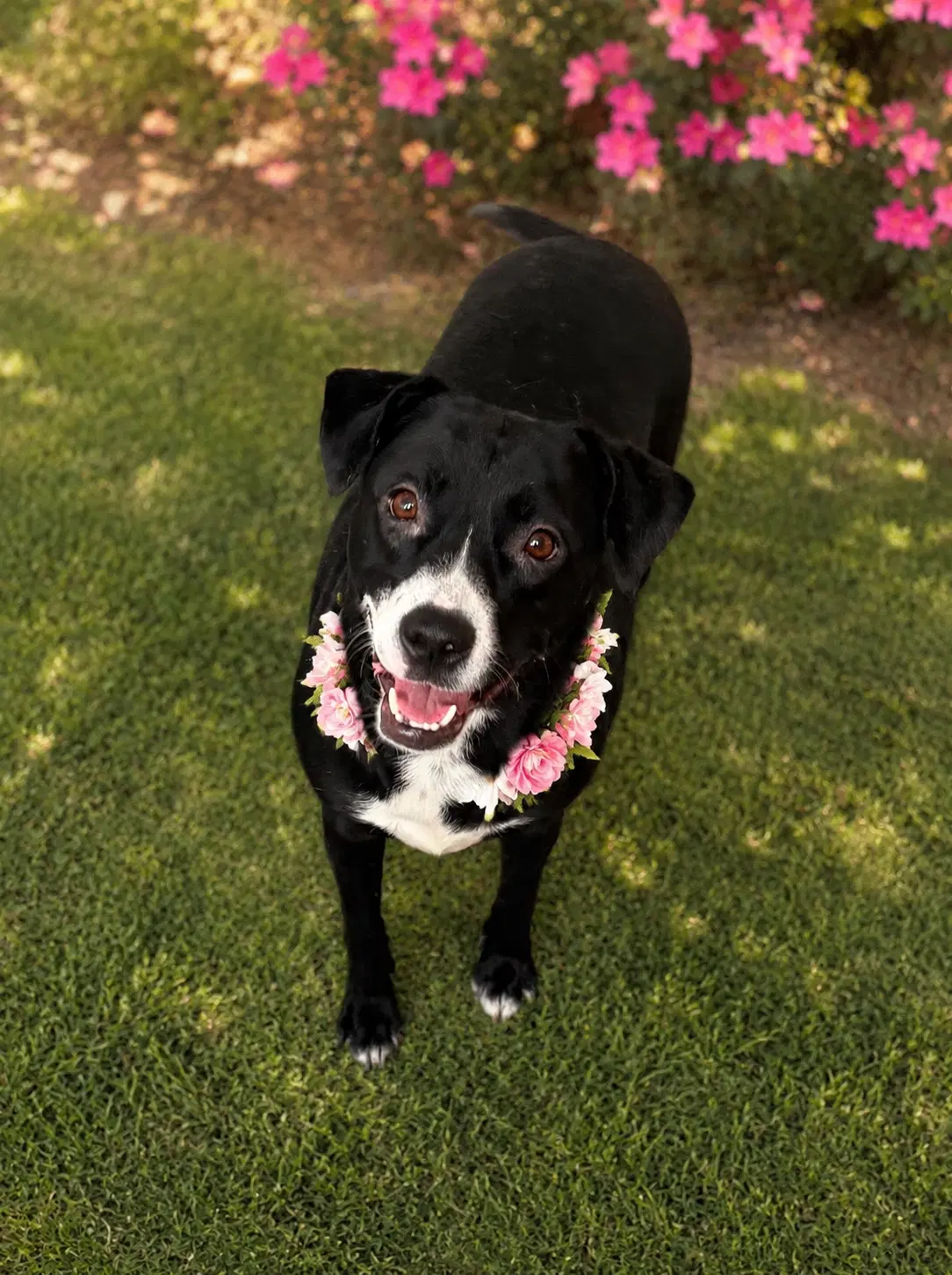Duffy - Labrador Retriever