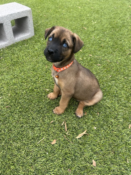 Mango