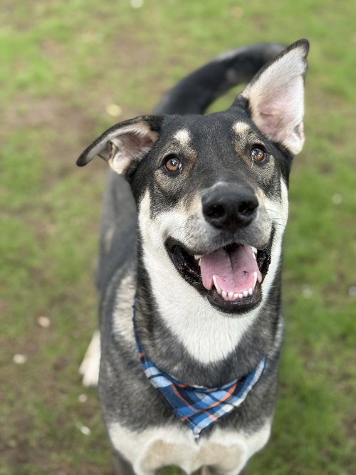 picture of the dog needing adoption