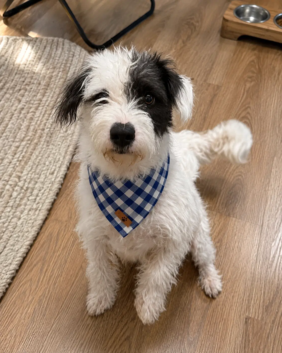 Milo - Petit Basset Griffon Vendeen