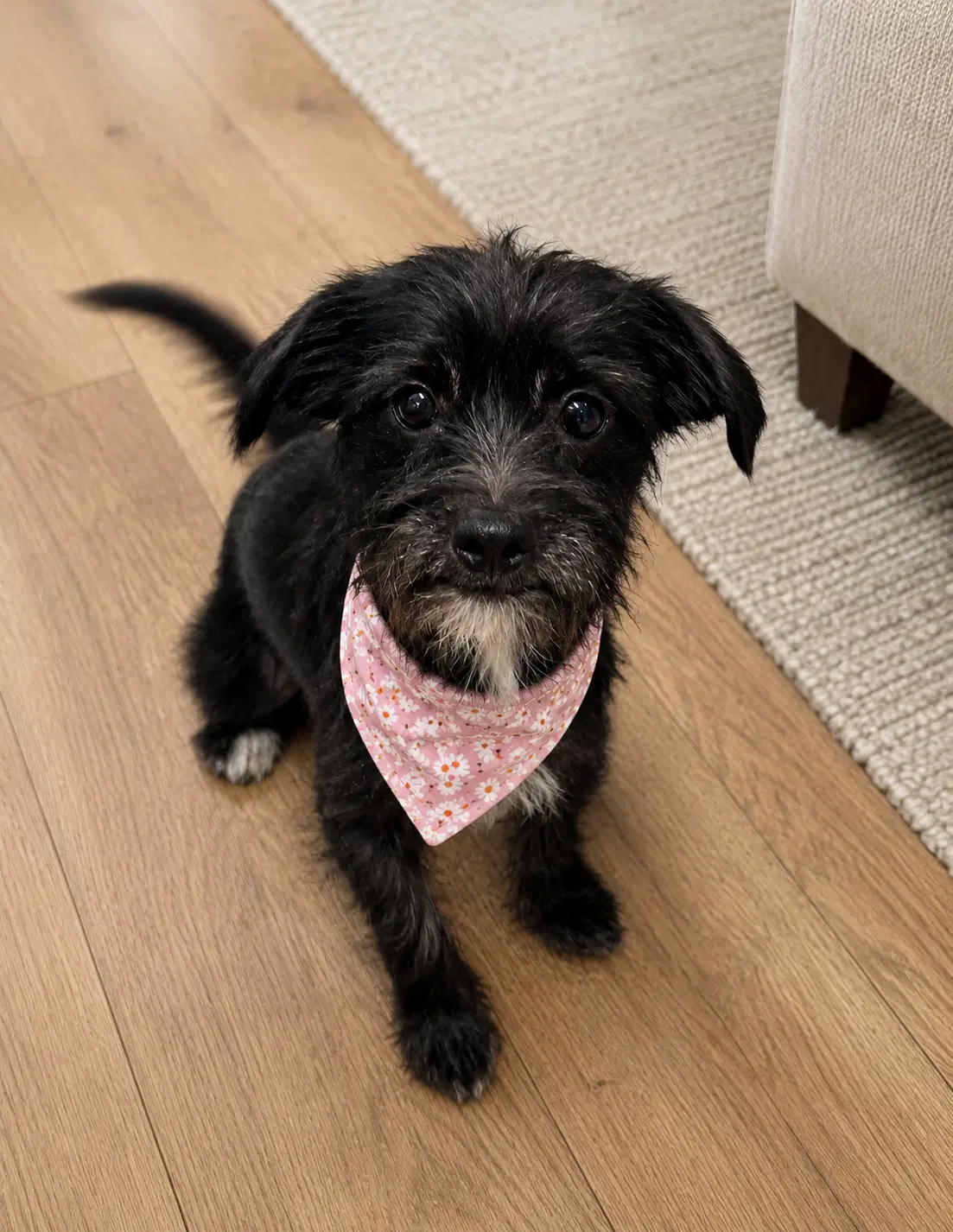 Polly - Terrier
