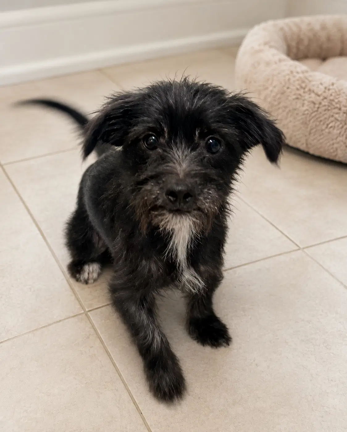 Polly image 3