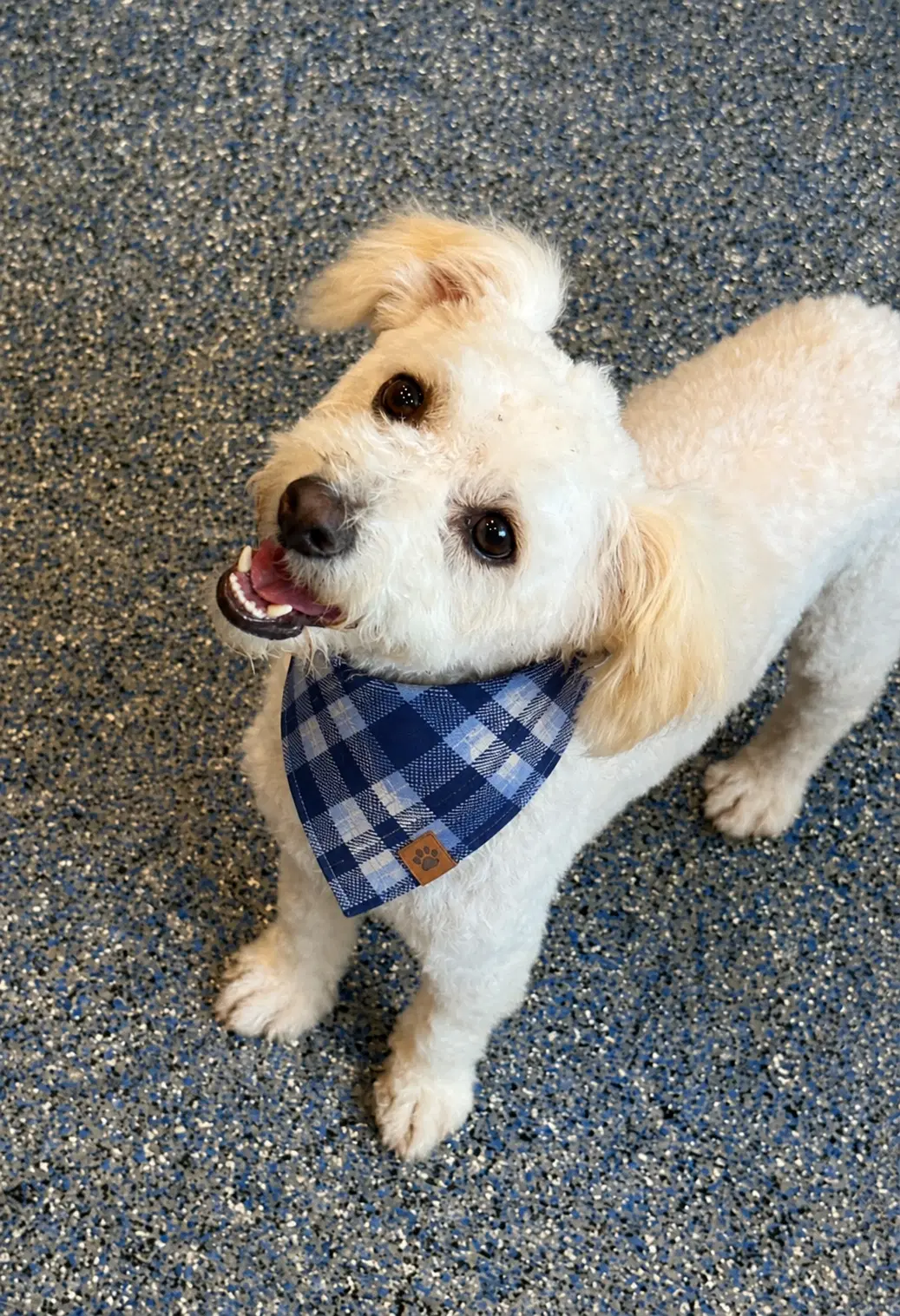Tofu - Bichon Poodle